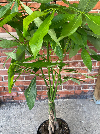 Pachira aquatica ‘Money Tree’