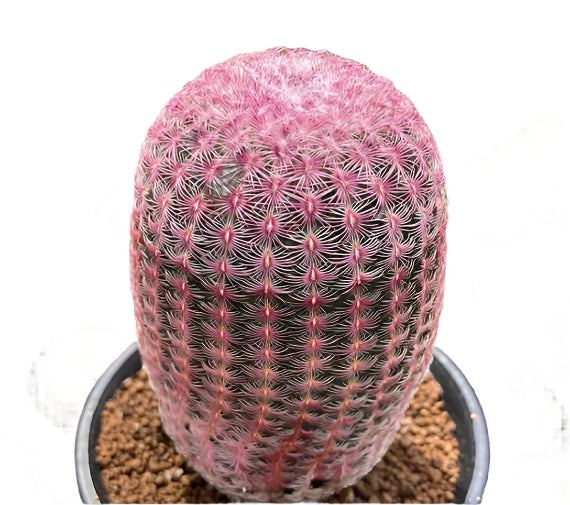 Echinocereus rigidissimus 'Ruby Rainbow Cactus'