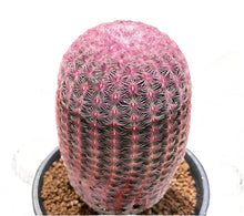Echinocereus rigidissimus 'Ruby Rainbow Cactus'