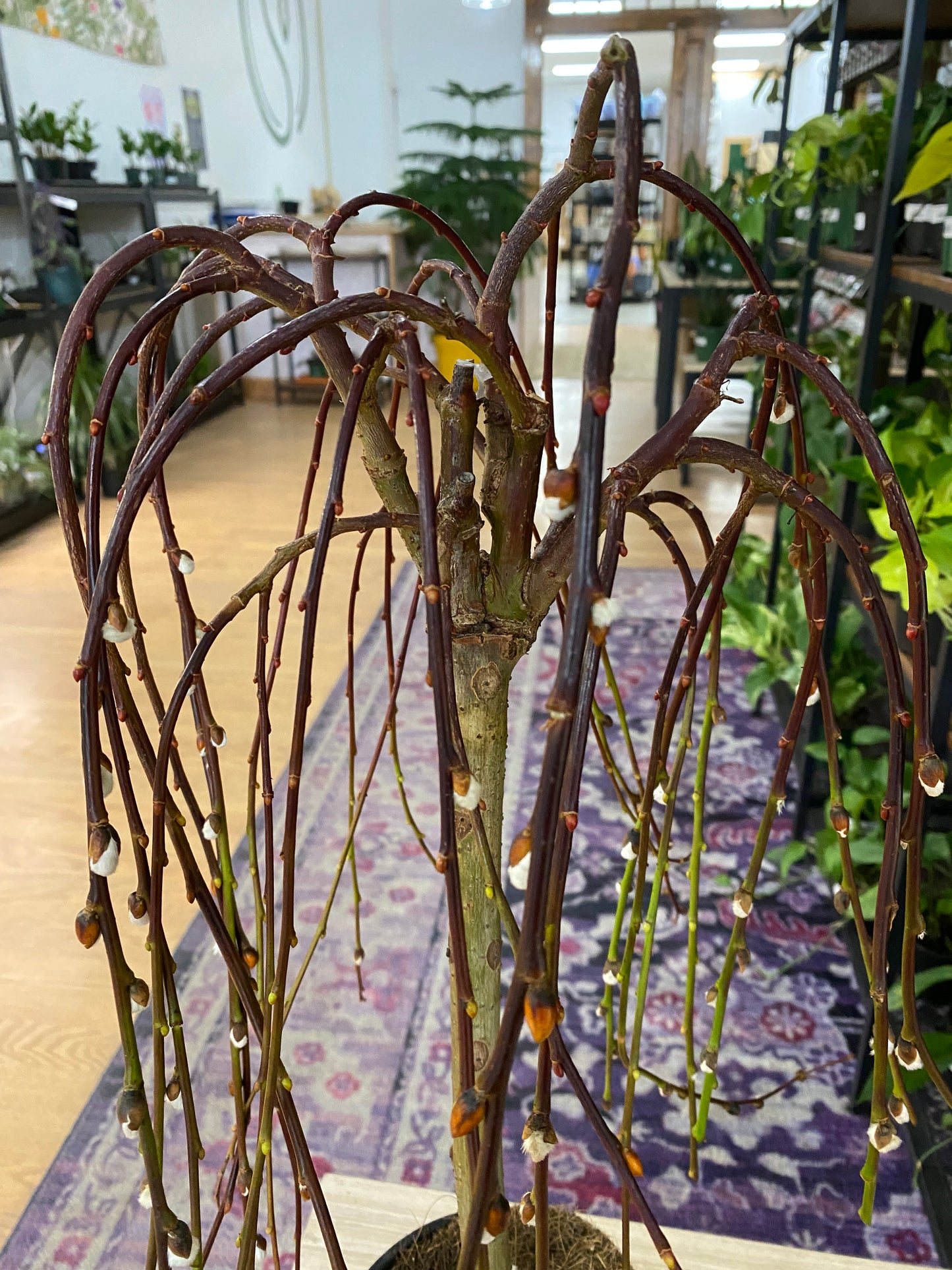 Salix caprea 'Pussy Willow' - 6" Pot