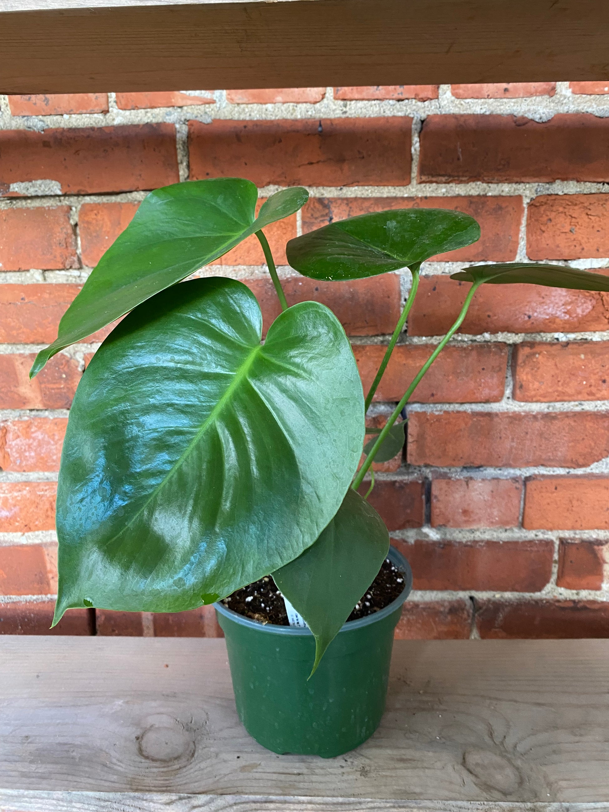 delicioso monstera Monstera deliciosa 4in Split Leaf