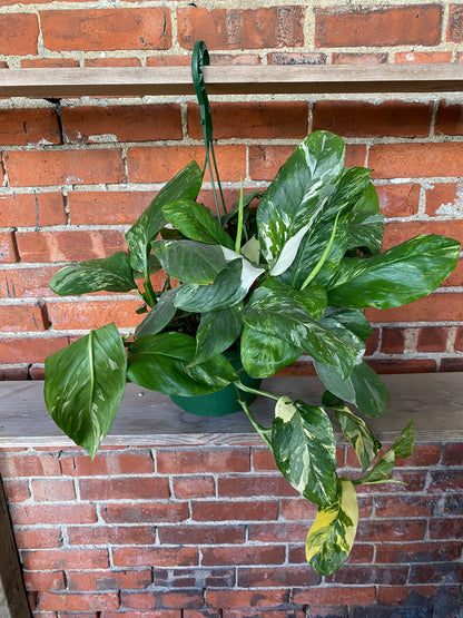 Monstera lechleriana 'Albo Variegata'