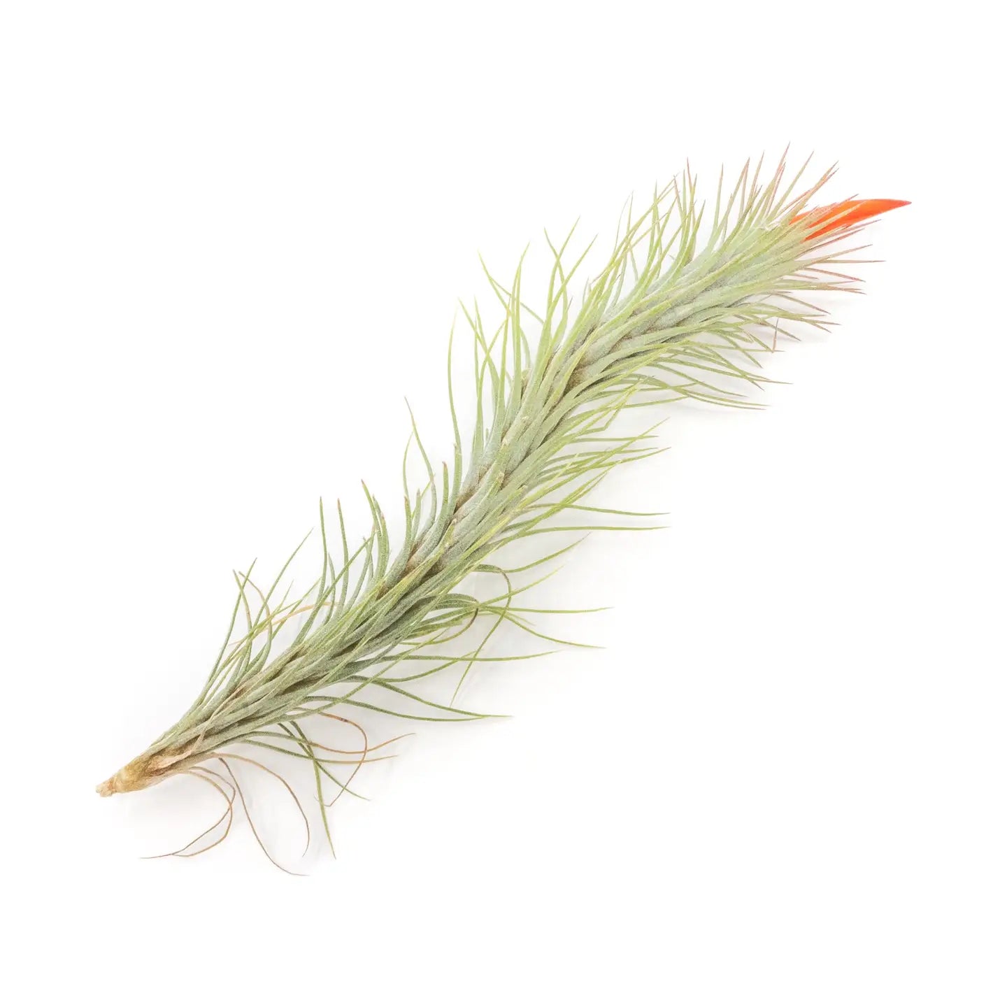 Tillandsia funckiana 'Air Plant'