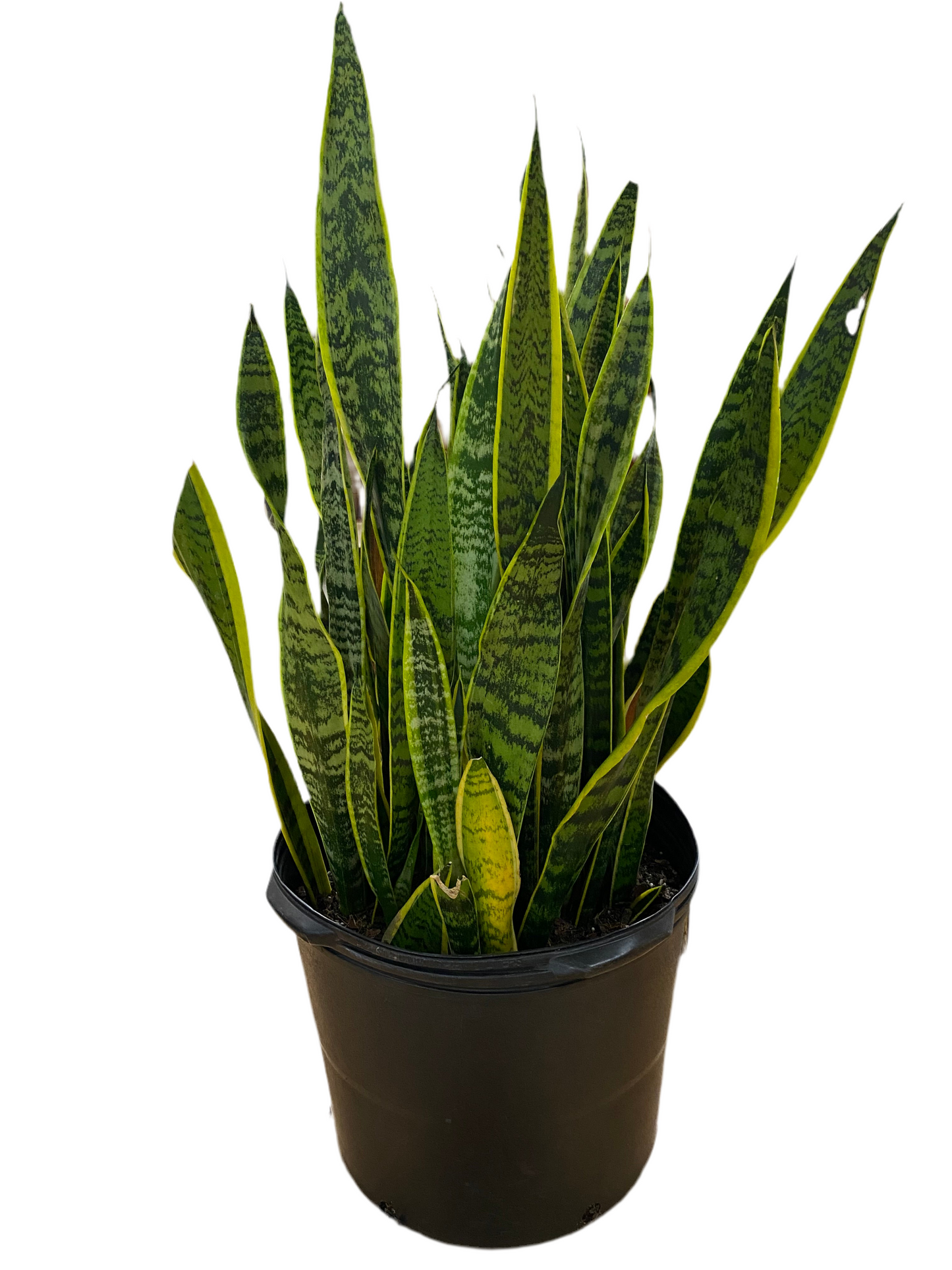 Sansevieria Laurentii 'Snake Plant'