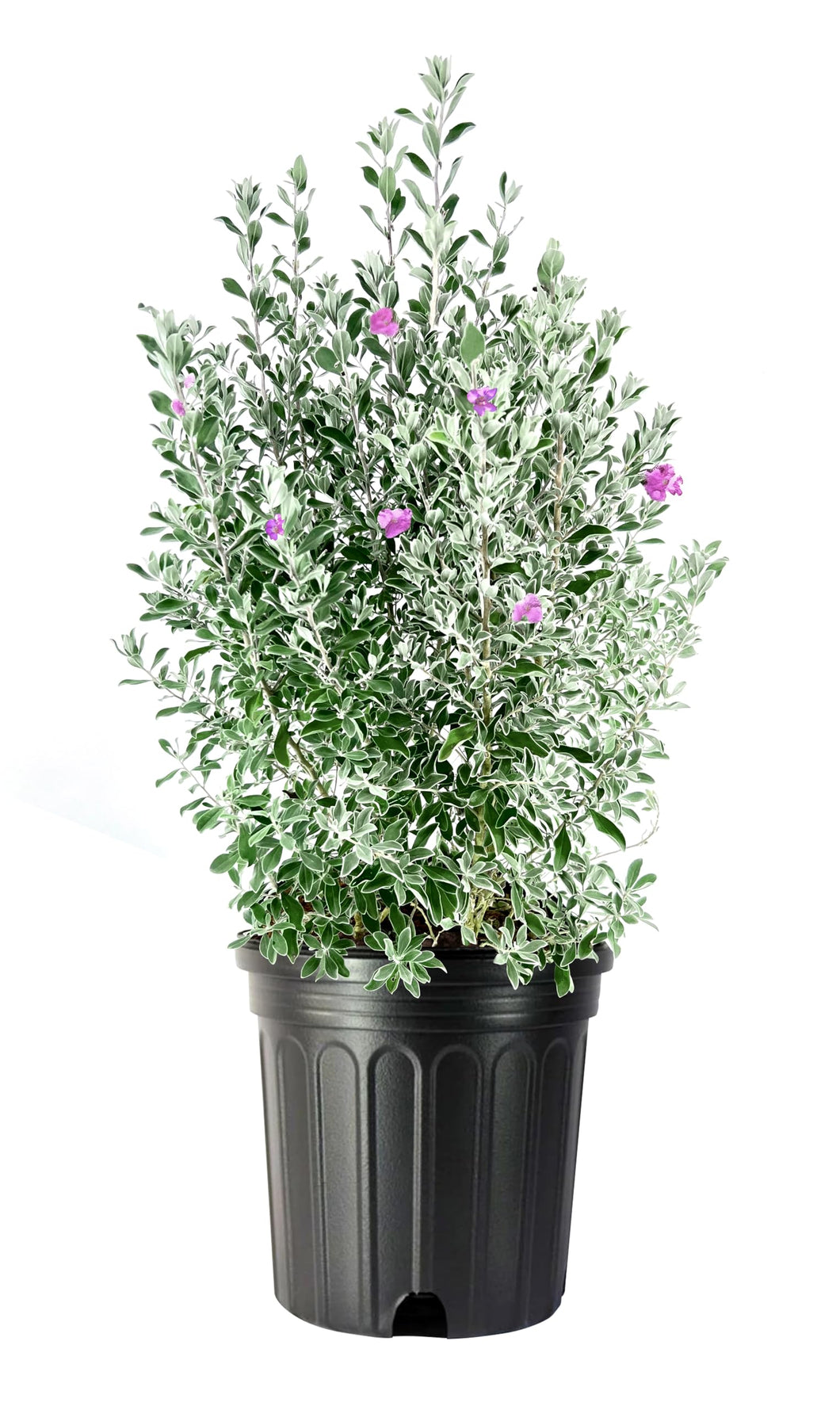 Leucophyllum 'Texas Sage Bush'