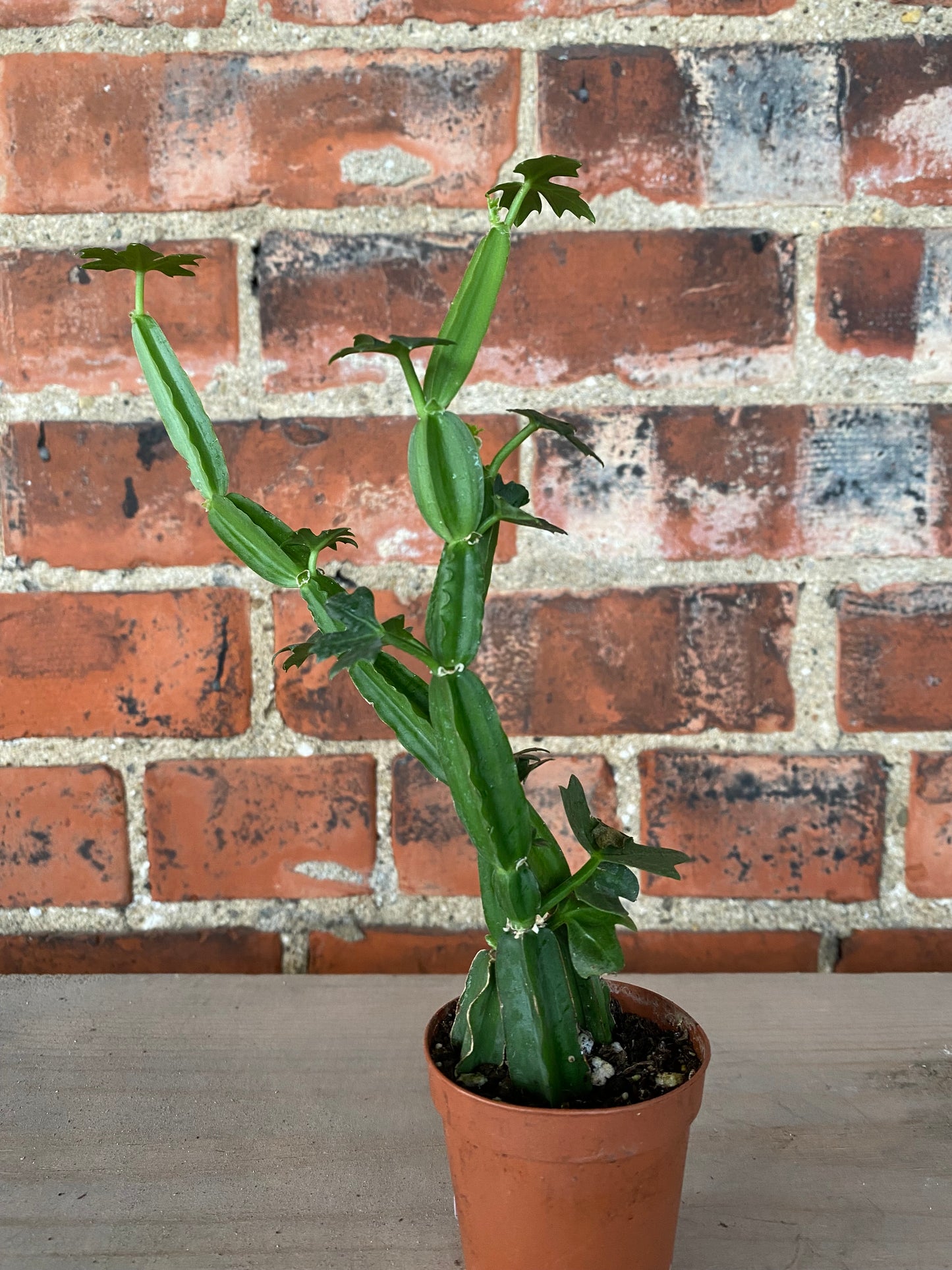 Cissus quadrangularis