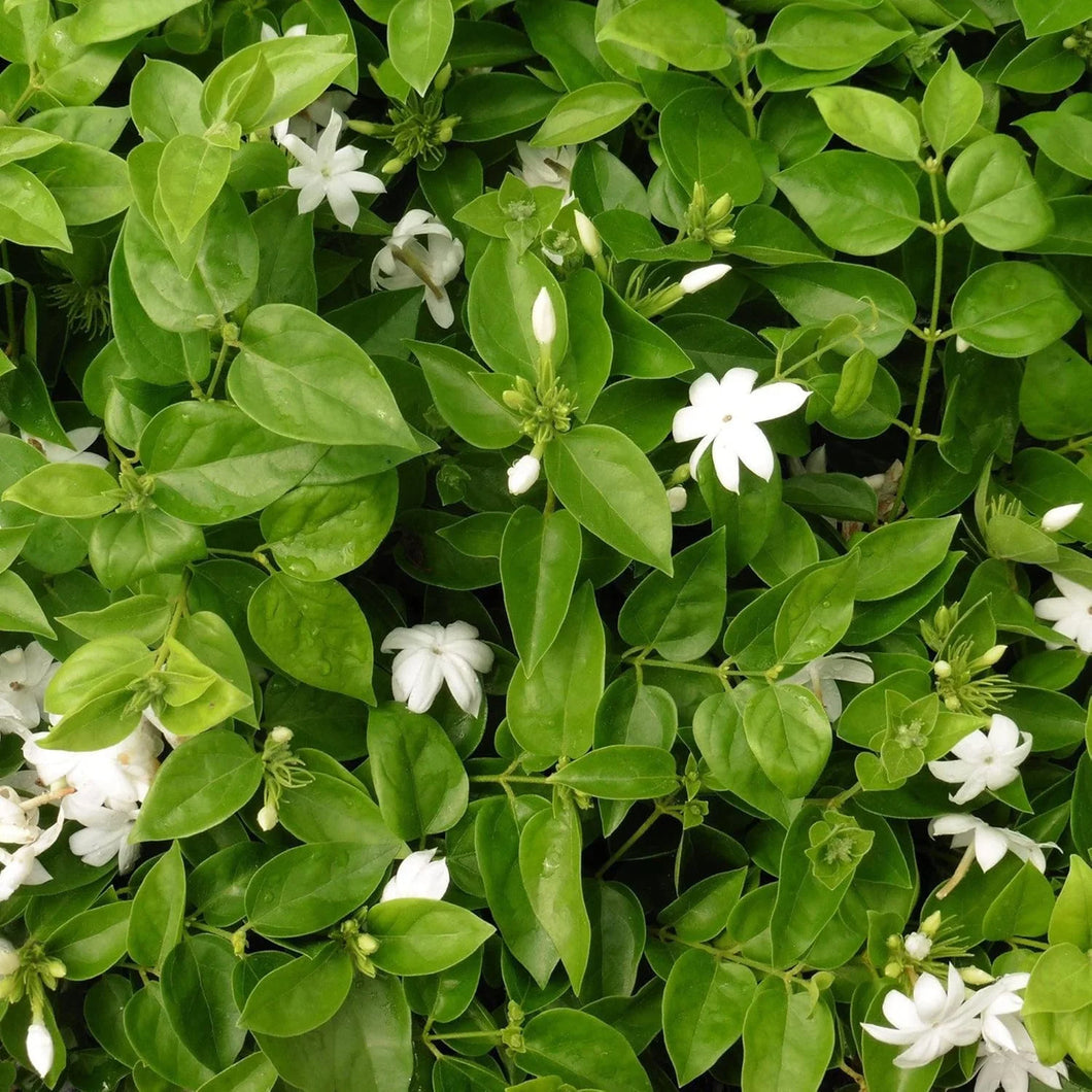Jasminum sambac ‘Arabian Jasmine’