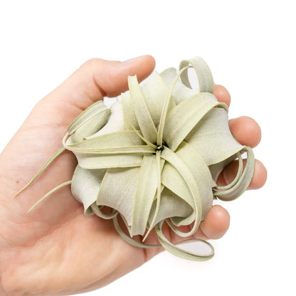 Tillandsia xerographica - Air Plant