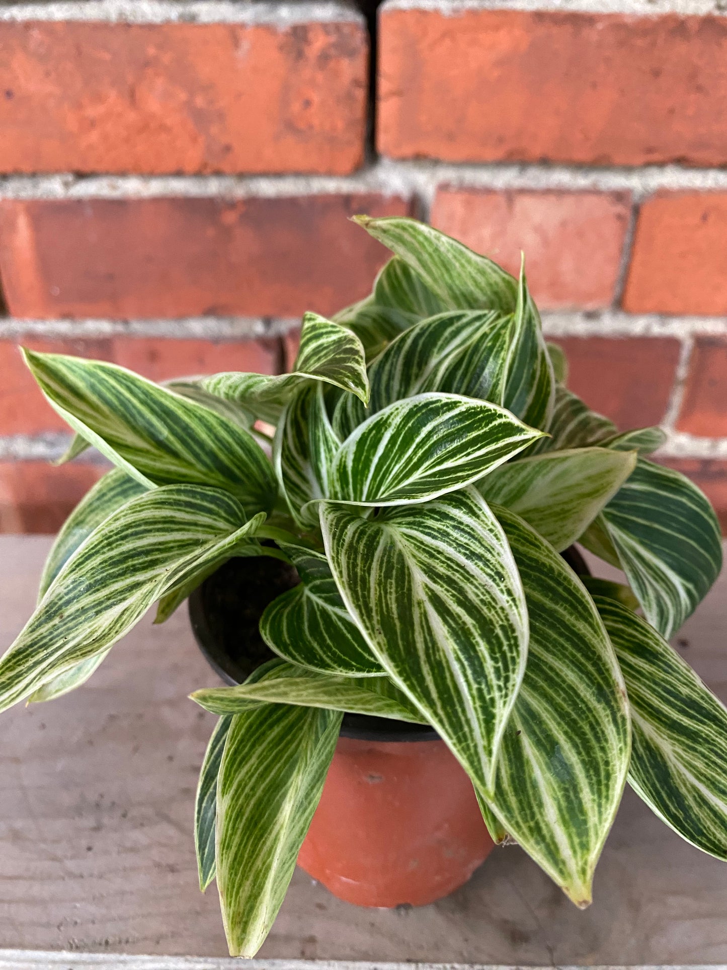 Philodendron 'White measuer'