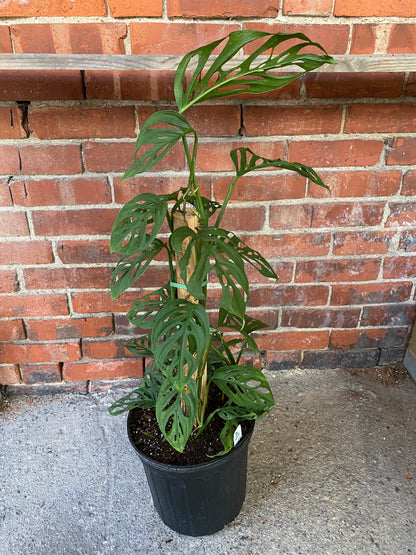 Monstera 'Esqueleto'
