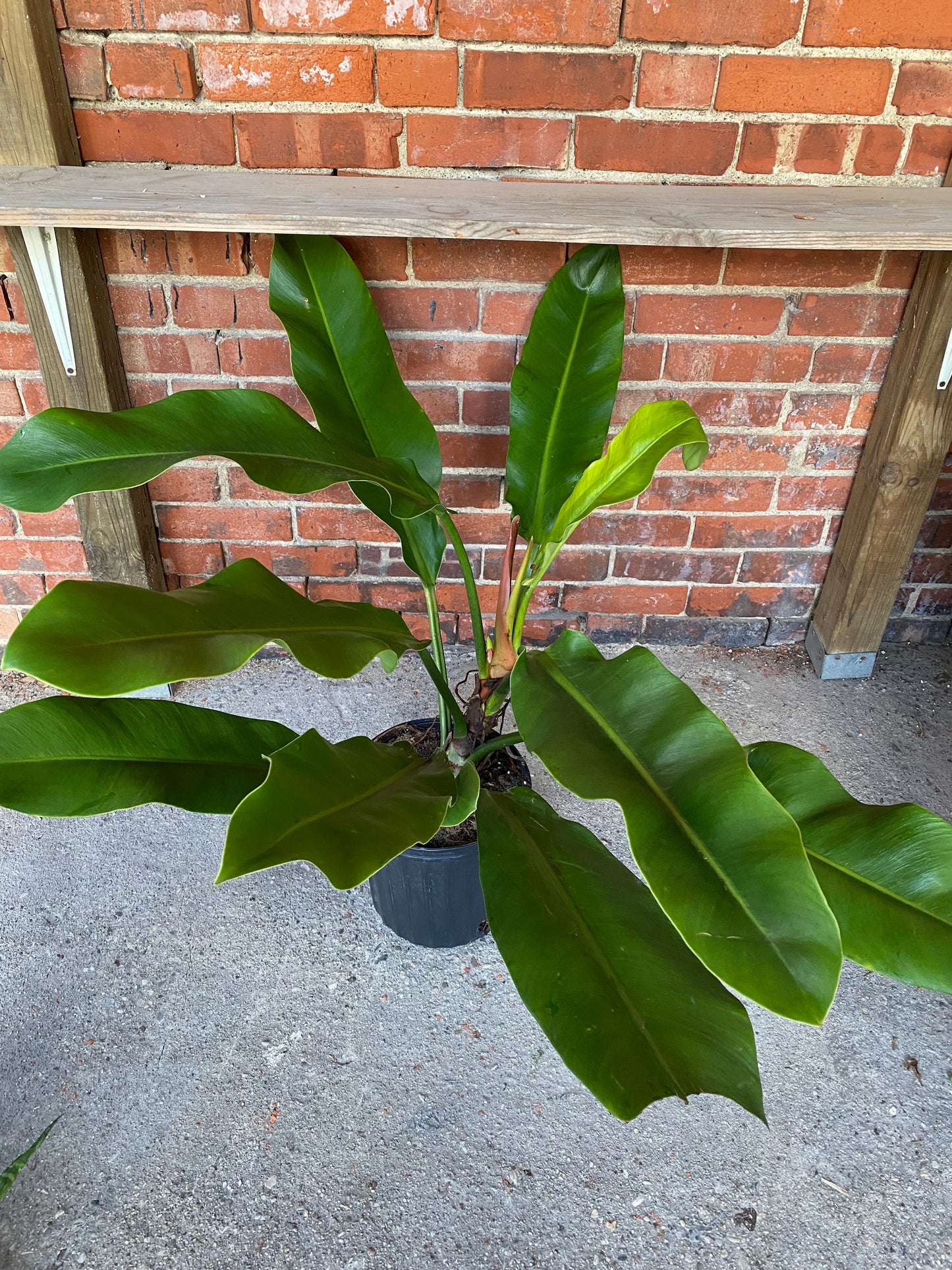 Philodendron ruizii