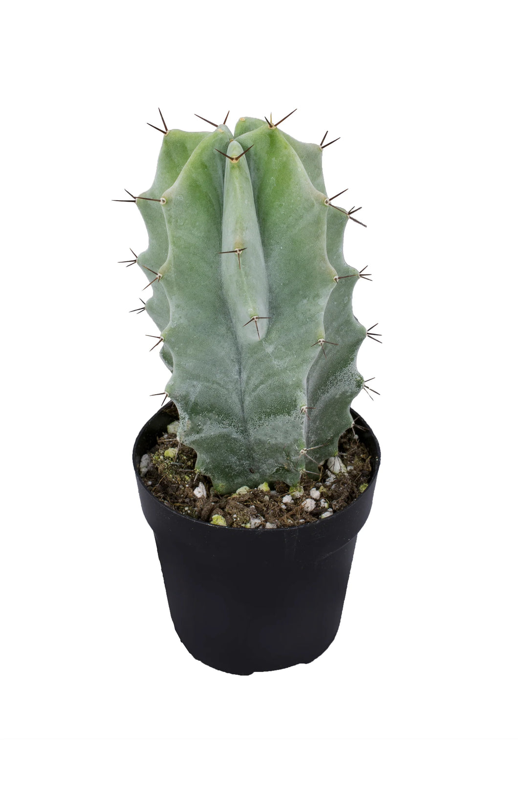 Stenocereus pruinosus 'Gray Ghost Cactus'