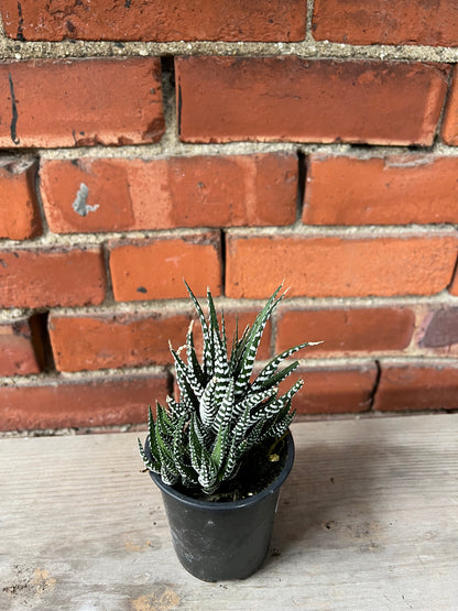 Haworthia 'Big Band'