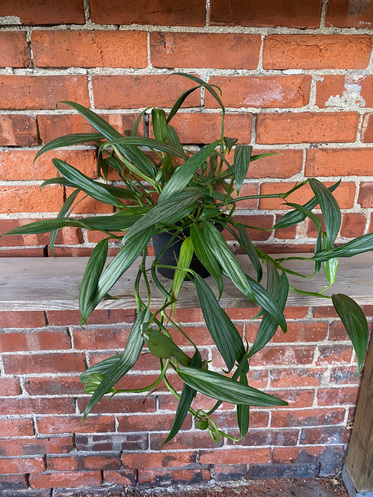 Epipremnum amplissimum