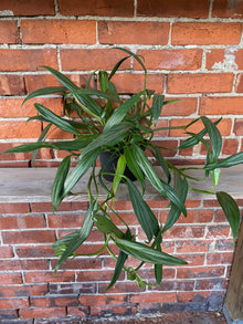 Epipremnum amplissimum