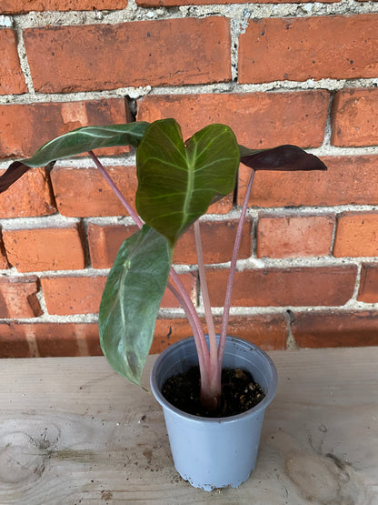 Alocasia 'Pink Princess'