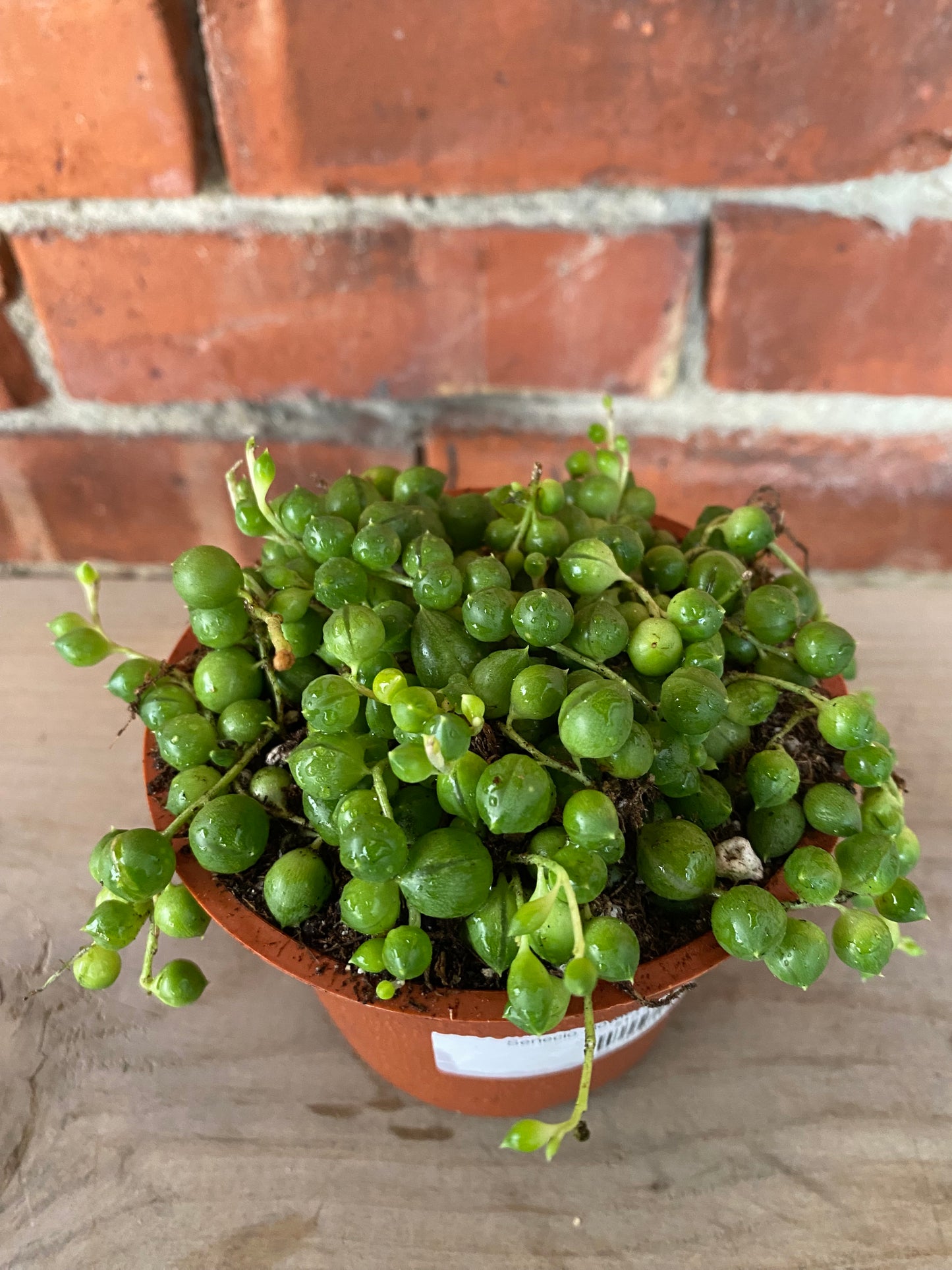 Senecio Rowleyanus 'String of Pearls'