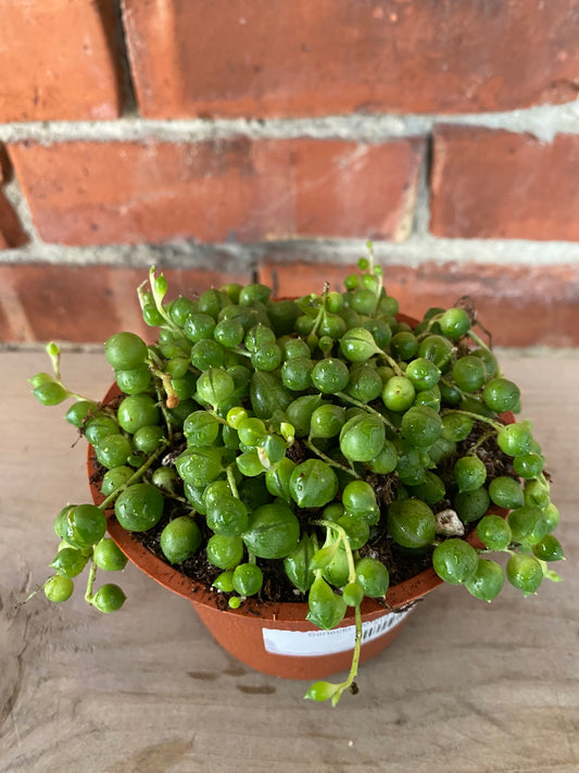 Senecio rowleyanus 'String of Pearls'