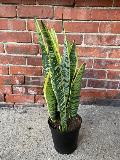 Sansevieria laurentii 'Snake Plant'