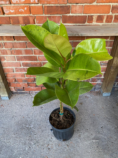 Ficus Elastica 'Shivereana Moonlight'