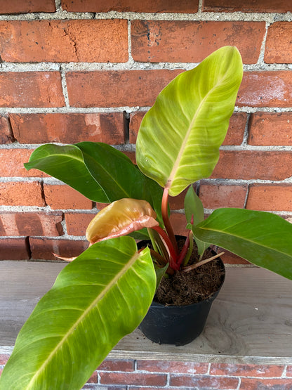 Philodendron ‘Prince of Orange’