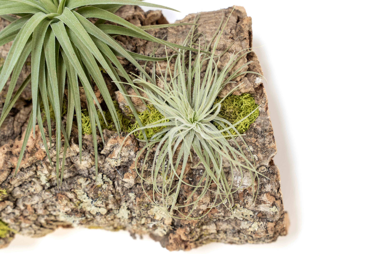 Air Plant Cork Bark Displays