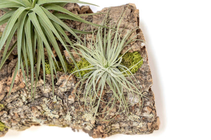 Air Plant Cork Bark Displays