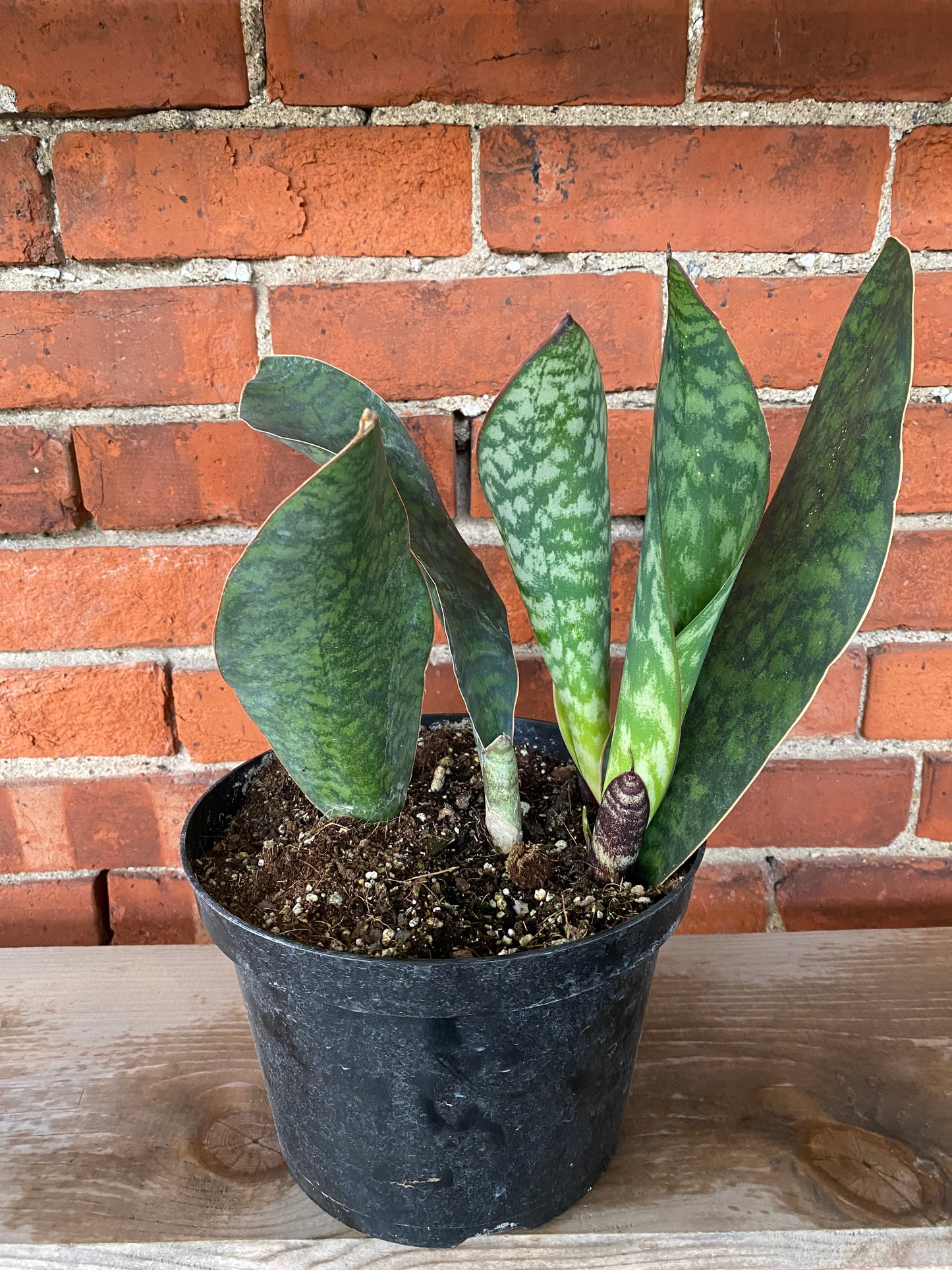 Sansevieria masoniana 'Whale Fin'