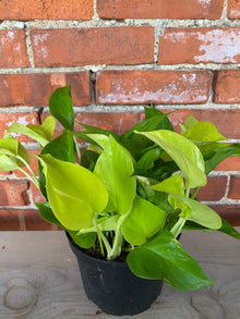 Epipremnum ‘Champs Elysees Pothos’