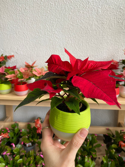 Euphorbia pulcherrima ‘Poinsettia’