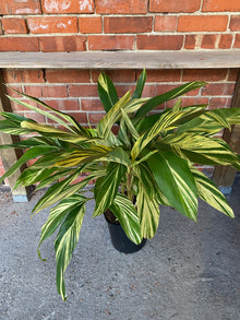 Alpinia zerumbet 'Variegated Shell Ginger'