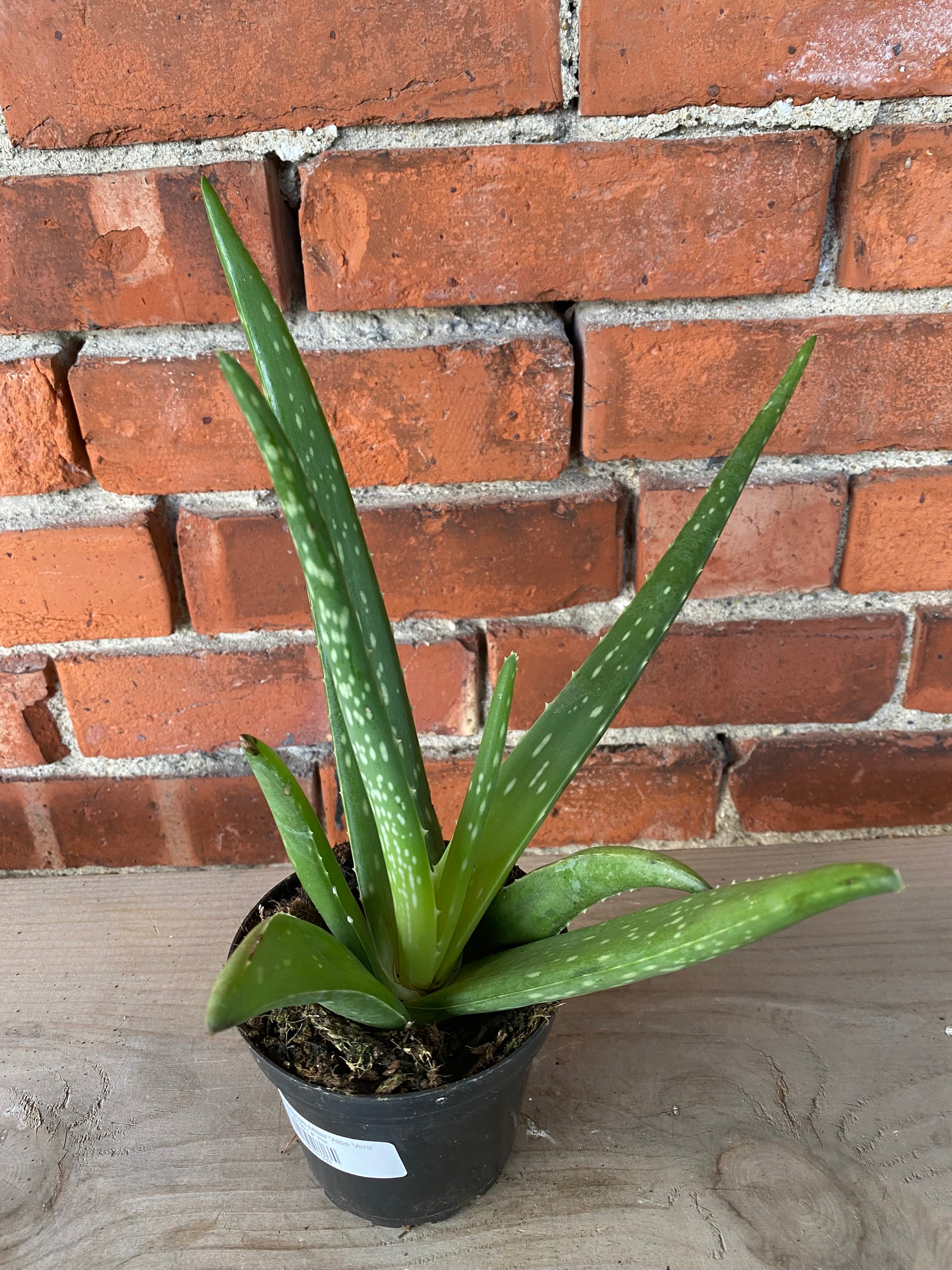 big aloe vera plant near me Aloe barbadensis miller 'Aloe Vera' – Snakeroot Botanicals