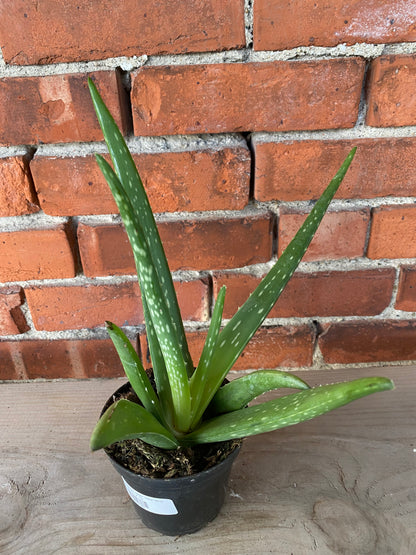 buy big aloe vera plant Aloe barbadensis miller 'Aloe Vera' – Snakeroot Botanicals