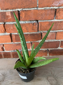 Aloe Barbadensis Miller 'Aloe Vera'