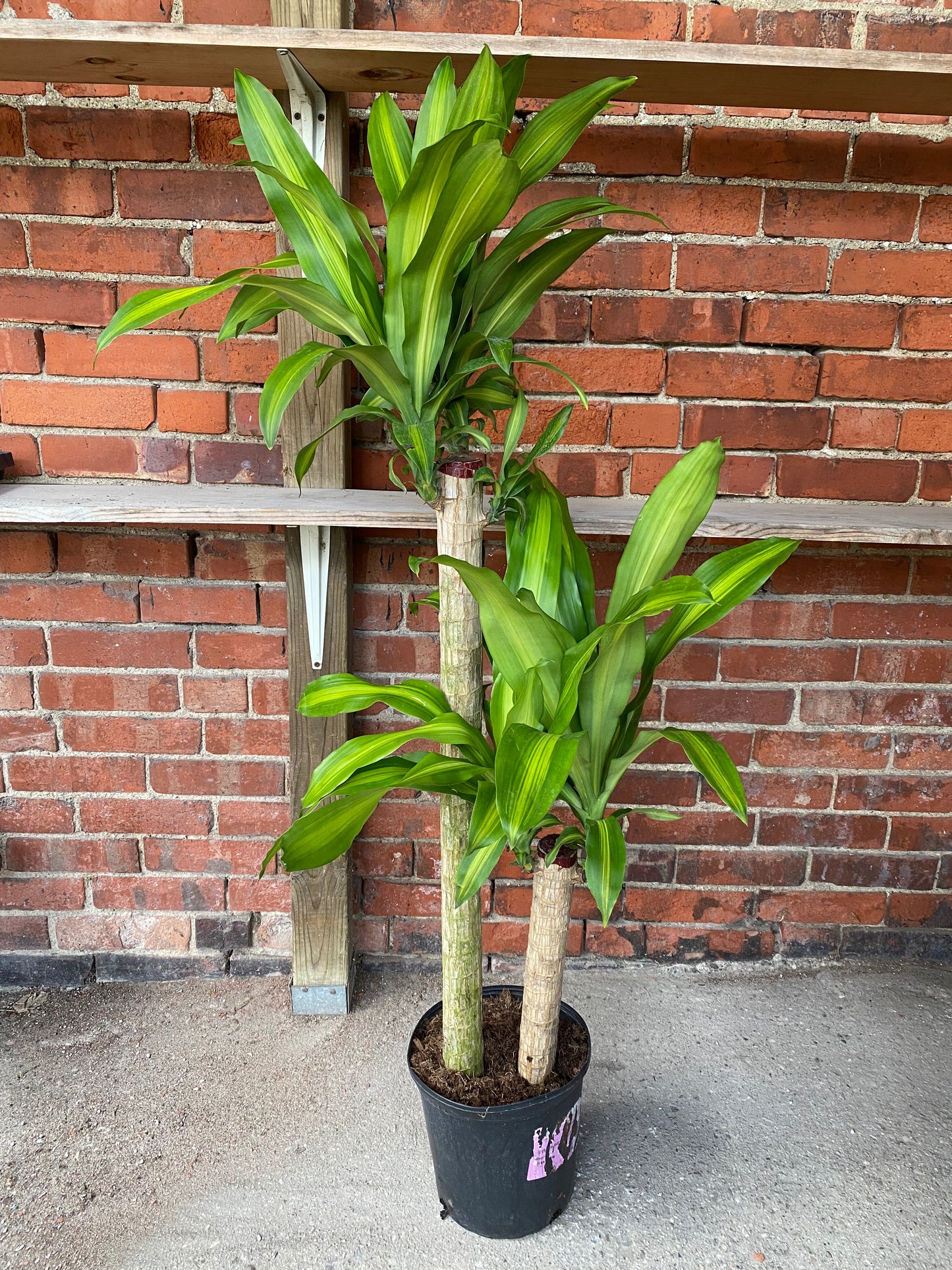 Dracaena Fragrans "Massangeana"