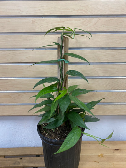 Epipremnum pinnatum ‘Baltic Blue Pothos’