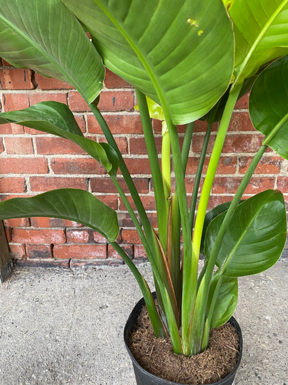 Strelitzia nicolai ‘White Bird of Paradise’