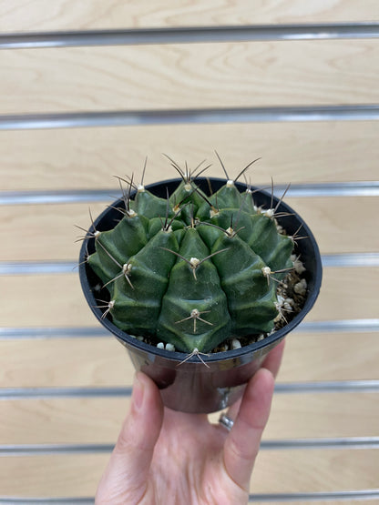 Gymnocalycium mihanovichii 'Chin Cactus' - 3" Pot