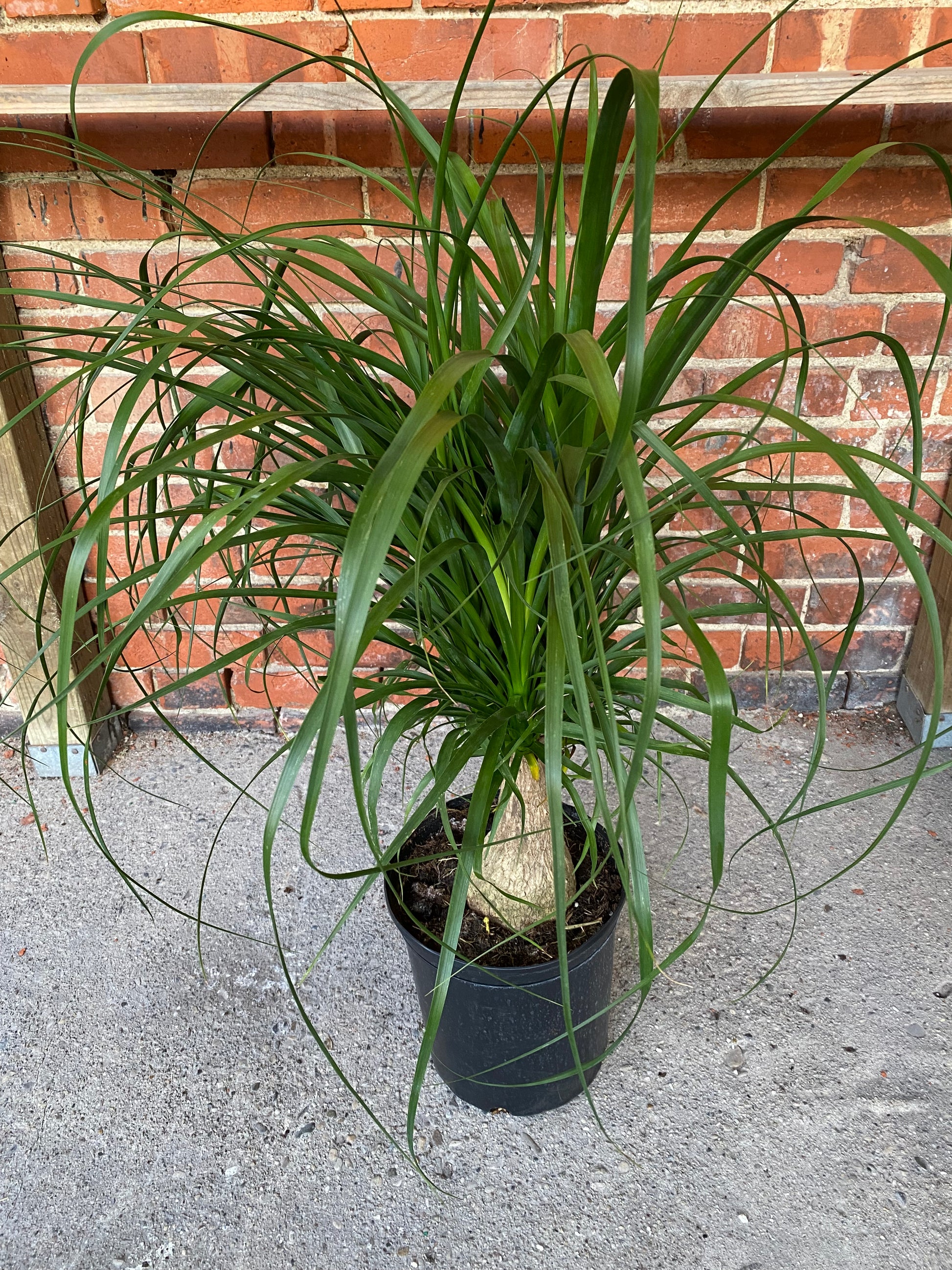 ponytail palm succulent Beaucarnea recurvata 'Ponytail Palm' – Snakeroot Botanicals