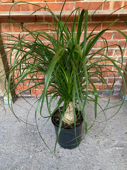 plant that looks like a ponytail palm Beaucarnea recurvata 'Ponytail Palm' – Snakeroot Botanicals