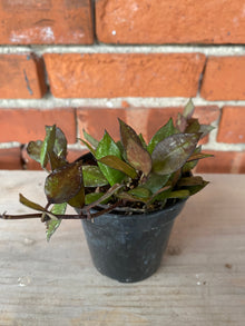 Hoya krohniana 'Black'