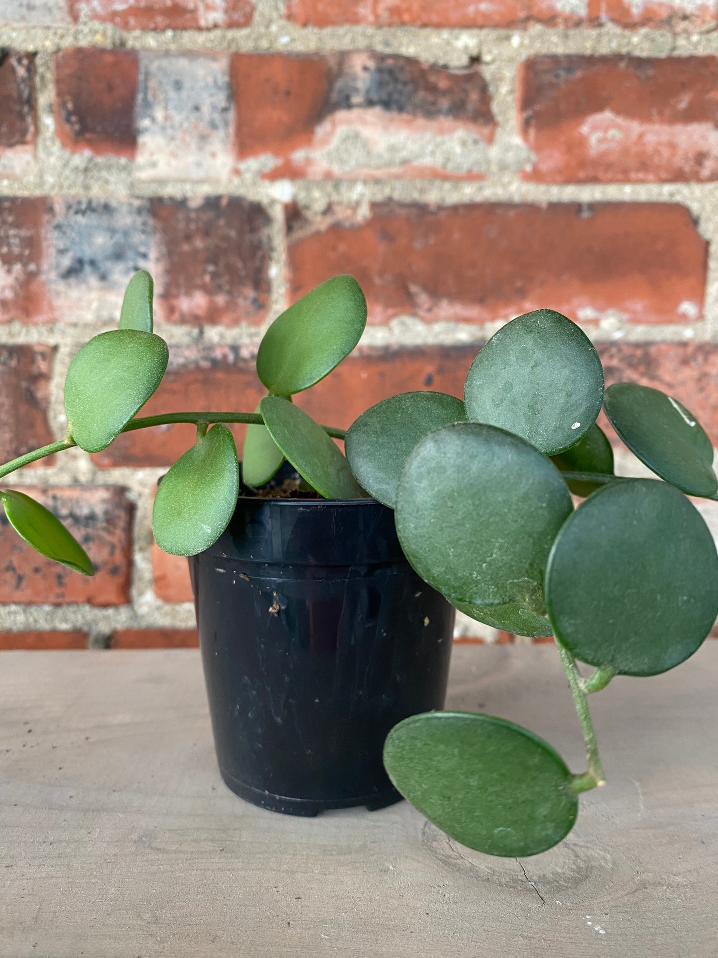 Xerosicyos Danguyi 'Silver Dollar Vine'