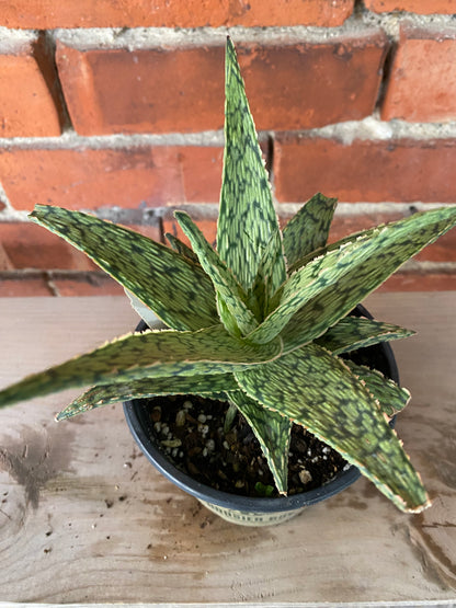 Aloe 'Pink Blush'
