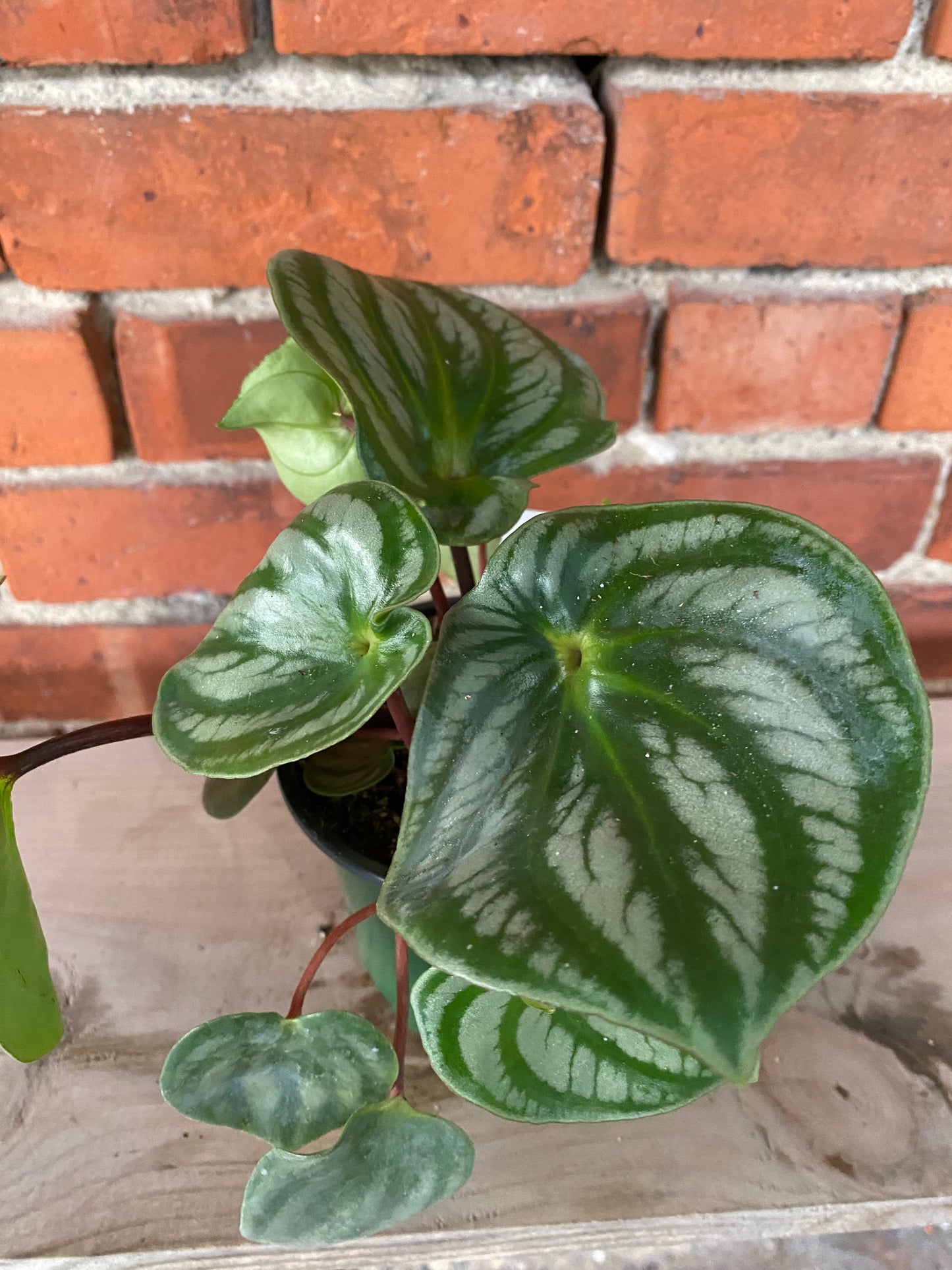 Peperomia argyreia 'Costa Rica' - 4.5" Pot