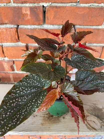 Begonia maculata 'Pink Spot'