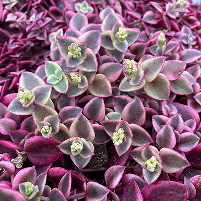 Crassula 'Calico Kitten'