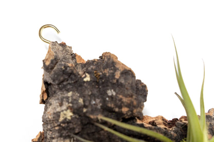 Air Plant Cork Bark Displays