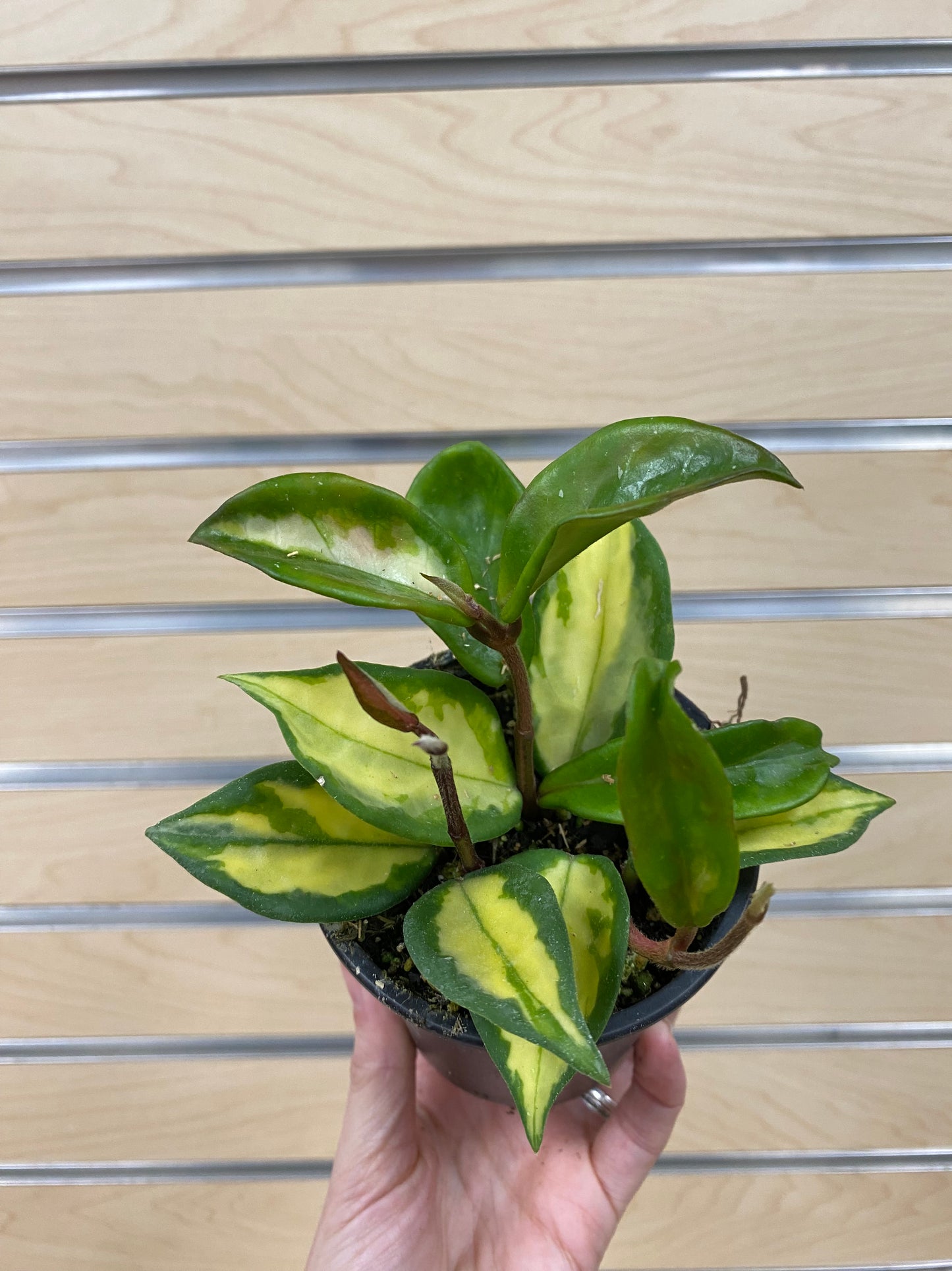 Hoya carnosa 'Tri-Color' - 3" Pot