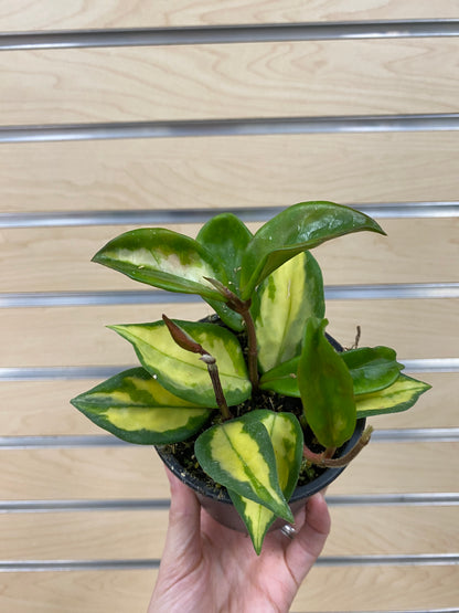 Hoya carnosa 'Tri-Color' - 3" Pot