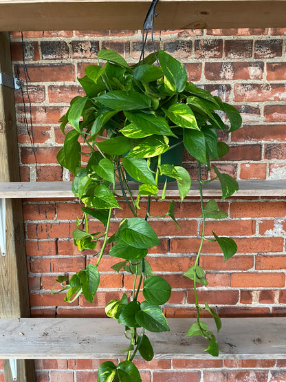 Epipremnum aureum 'Golden Pothos'